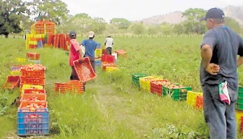 Productores de tomate ya están listos para protestar por importaciones