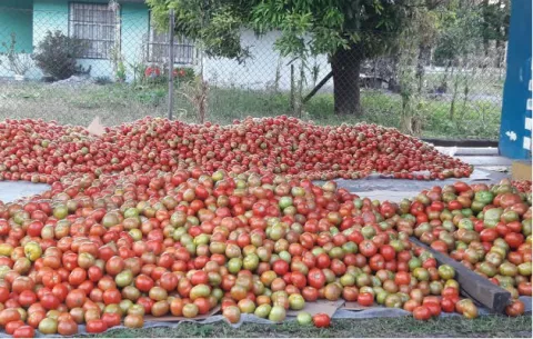 Tomateros en Chiriquí se sienten engañados por el Gobierno