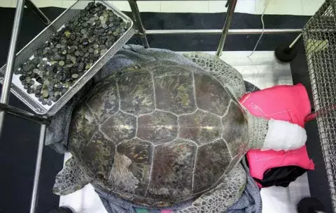 Extraen 915 monedas del estómago de una tortuga en Tailandia