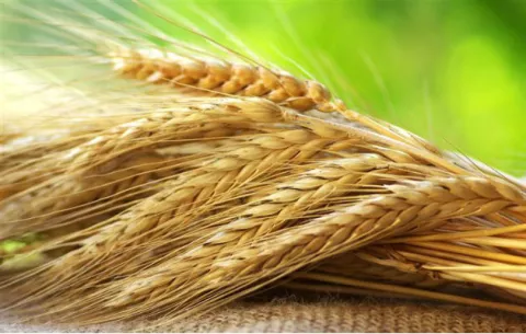 Precios internacionales de los alimentos suben por séptimo mes consecutivo 