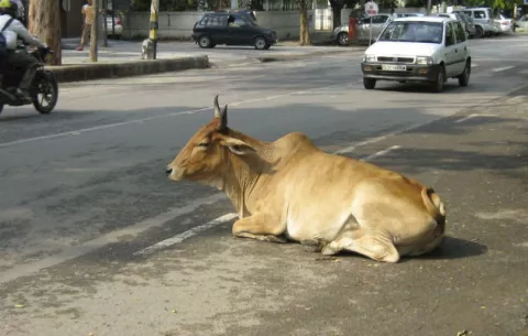 Estado indio aprueba cadena perpetua por matar vacas
