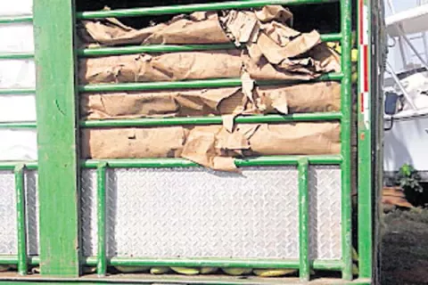 Decomisan contrabando de banano tico
