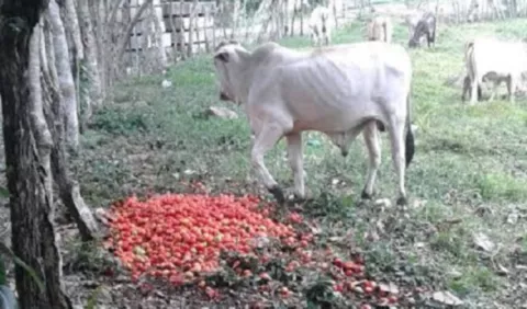 En Chiriquí botan el tomate porque no hay mercado para venderlo