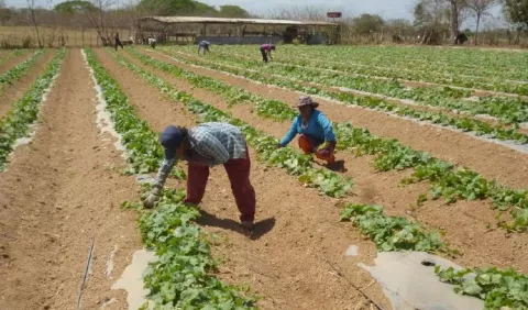 Productores de poroto  herreranos reanudan la siembra, pese a la crisis