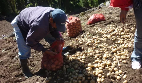 Panamá está   huérfana de  políticas para la producción