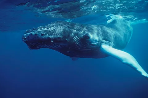 Cámaras colocadas en el lomo de las ballenas desvelan su vida en Antártida