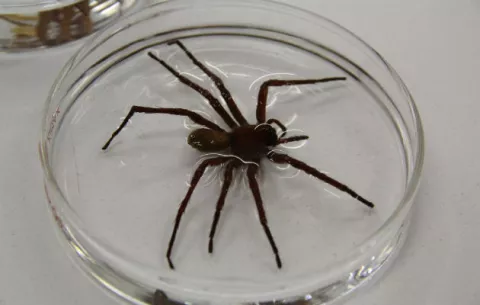 Nueva especie de araña sorprende a expertos por su gran tamaño 