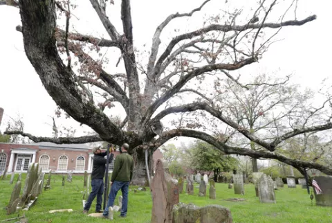 Nueva Jersey le dice adiós a un árbol de 600 años 