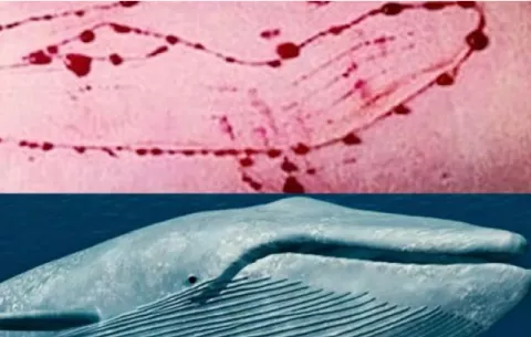 Alerta por Juego de la "Ballena azul" que incita a jóvenes al suicidio