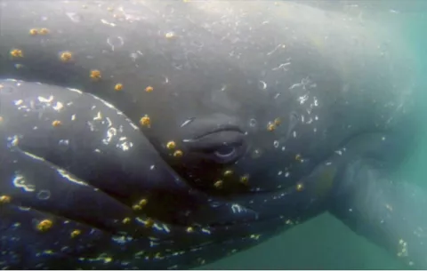 Cámaras desvelan algunos misterios sobre las ballenas