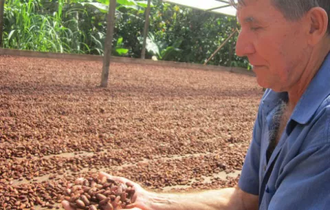 El cacao brasileño expande su hábitat y revitaliza economía en la Amazonía