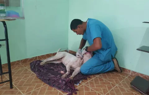 Papi, el pitbull agredido por un policía lucha por su vida