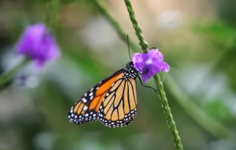 Científicos investigan cómo las mariposas obtienen sus colores