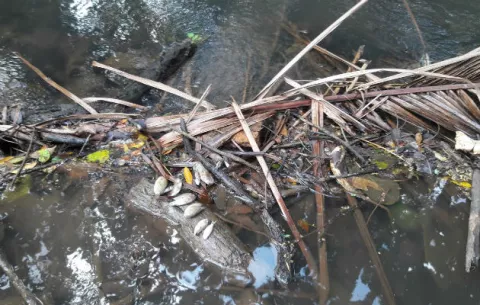 Exigen investigación por mortandad de peces en Santiago de Veraguas