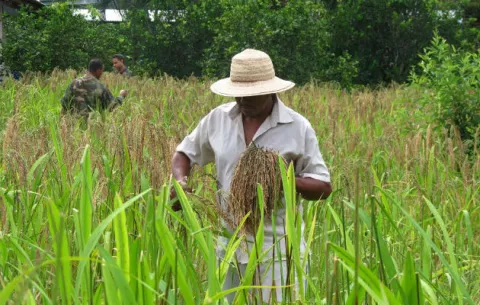 Investigan cinco nuevas variedades de arroz para entregarlas a productores