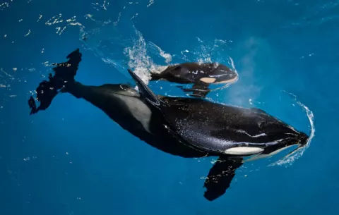 Nace la última orca en cautividad de SeaWorld