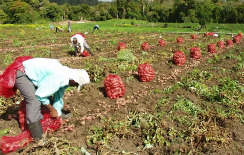 Panamá, entre las economías con peor política agrícola