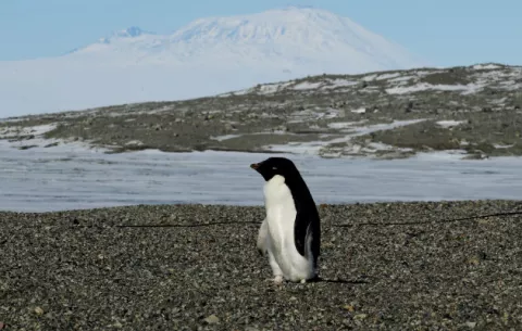 Piden más protección para la Antártida en el Día Mundial del Pingüino