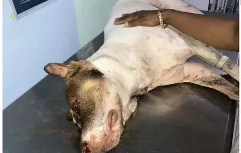 Policía le dispara a pitbull en la cabeza