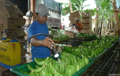 Aprueban en primer debate proyecto que  reactivará el cultivo de banano 