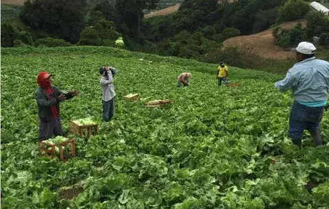 Productores esperan que presidente sancione leyes que impulsan al sector