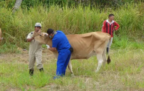 Sacrifican reses con tuberculosis en terrenos de la finca La Montana, en Antón