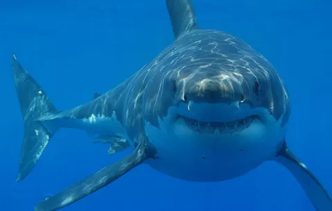 Tiburón muerde a mujer en el muslo en playa de Florida 