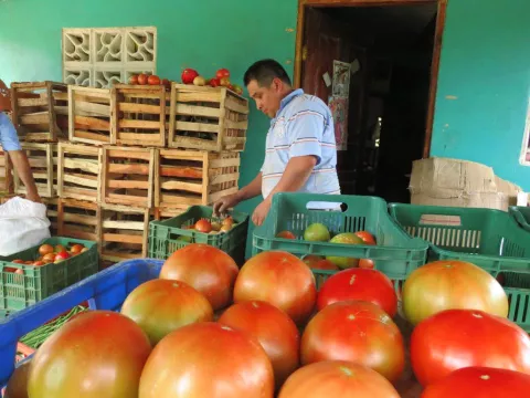 Crisis de tomate en Chiriquí seguirá con la importación