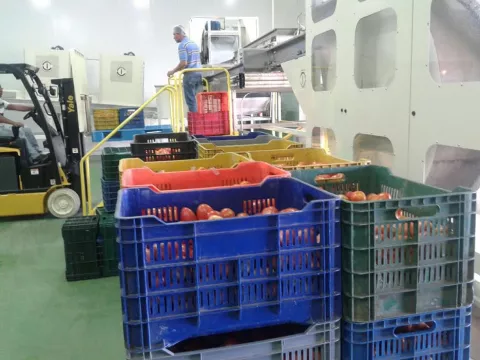IMA adeuda $50 mil a tomateros en Chiriquí