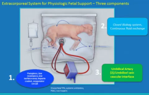 Un útero artificial mantiene con vida a fetos de animales prematuros