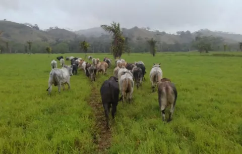Hurtan ganado en fincas de Donoso, Colón  