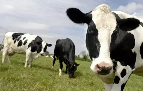 Burocracia influyó en tardía detección de tuberculosis en vacas en Coclé
