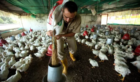 Cada panameño consume 90 libras de pollo al año 
