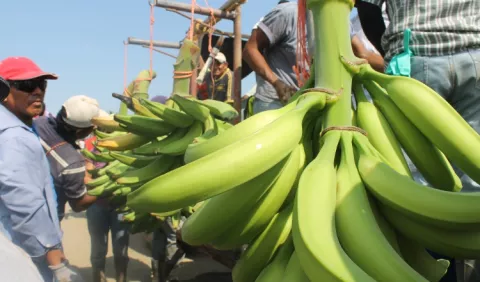 Nueva variedad de plátano 