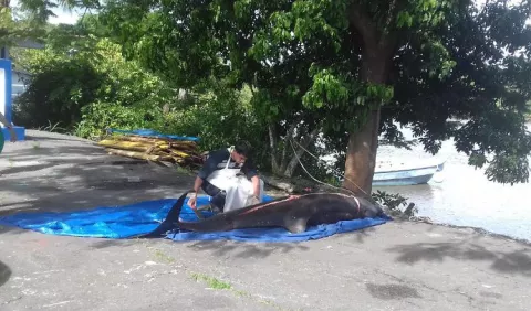 Mueren delfines que quedaron atrapados en un río de Chiriquí 