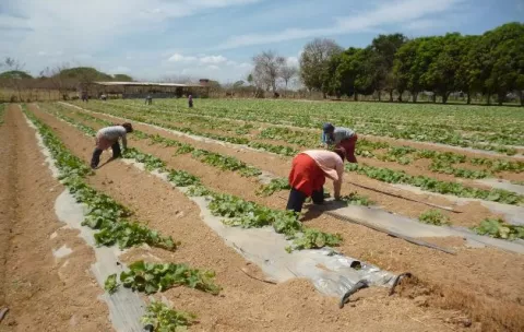 Disminuyen los préstamos del BDA  un 22.7%