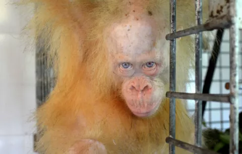 La orangutana albina de Indonesia recibe el nombre de "Alba"