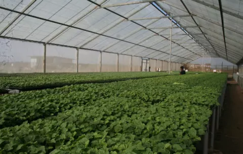 Recomiendan a productores panameños utilizar alternativas tecnológicas