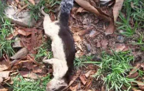 Una ardilla rompe fusible y deja sin agua a 50 mil chitreanos