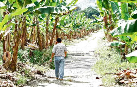 Productores de Barú denuncian ser expropiados de sus tierras
