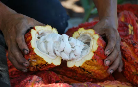 El cacao destierra al narcotráfico de un valle cocalero de Perú