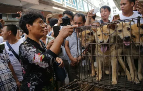 China prohibirá el Festival del Carne de Perro de Yulin