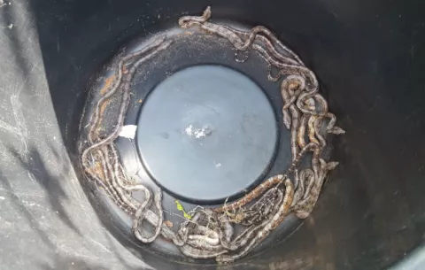 Una boa constrictor y sus más de 15 hijos recién nacidos fueron capturadas