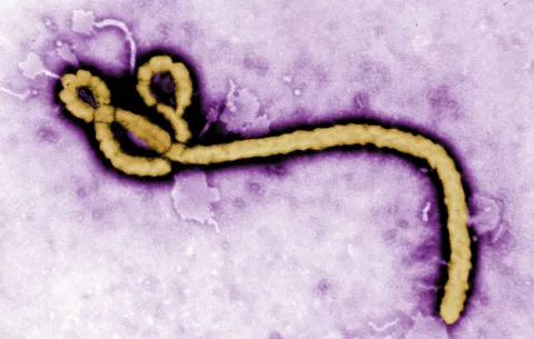 La OMS promete no subestimar nuevo brote de ébola en RD del Congo