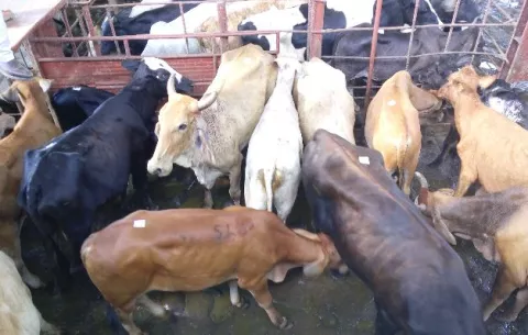 En cuatro meses se dejaron de sacrificar 10,775 ganado vacuno