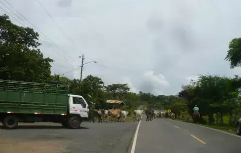 Baja el hurto pecuario en Los Santos en un 44%, según los informes