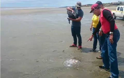 Investigan hallazgo de especies marinas muertas en Guararé y Las Tablas
