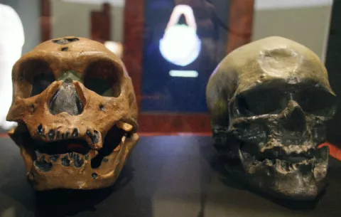 El Homo naledi convivió con Homo sapiens hace 300 mil años en el sur de África