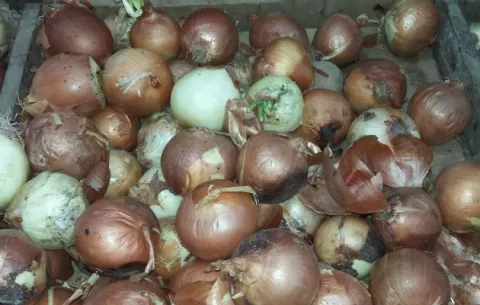 Comercios vendían cebolla importada dañada