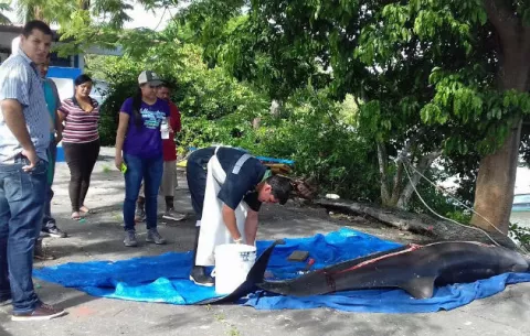 Mueren delfines en su intento por volver a su habitad